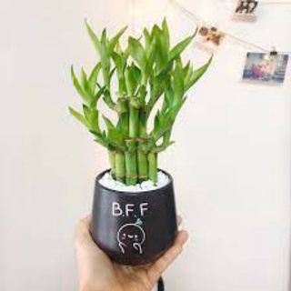 Chậu Trúc Phát Tài