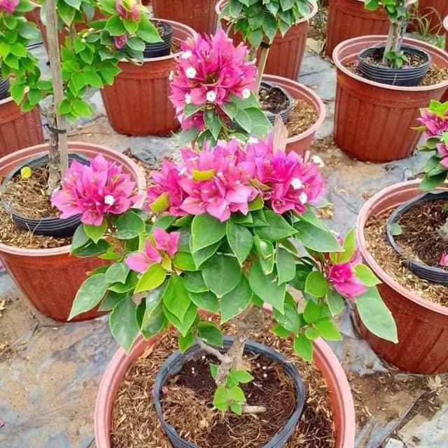 Cây giấy Mỹ (sale 40cm)