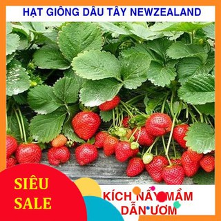 100 Hạt giống Dâu tây đỏ Newzealand (tặng gói kích nẩy mầm và hướng dẫn) VIETPHAT