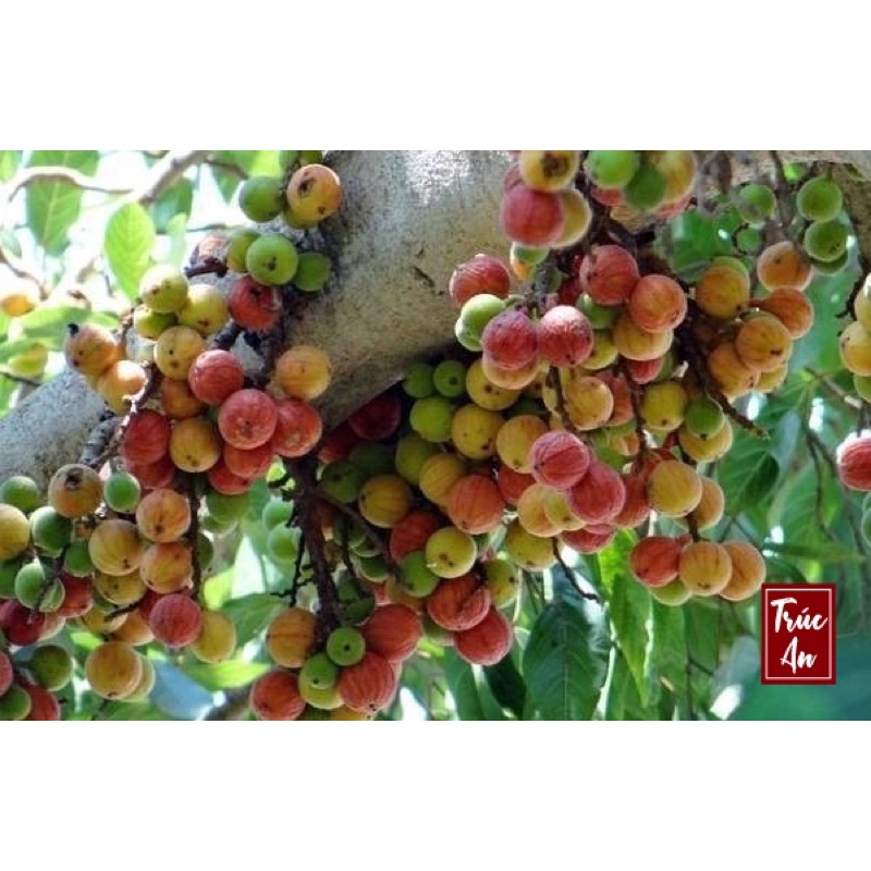 Cây sung ta to khoẻ dễ trồng, hút Tài Lộc, May Mắn, Sung Túc cho gia chủ. Hàng có sẵn ship hoả tốc 30p