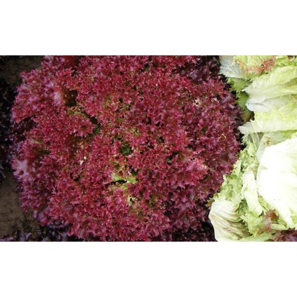 Hạt Giống Rau Xà Lách Xoăn Tím  - Dễ Trồng, Dinh Dưỡng, Năng Suất Cao - MUA 3 TẶNG 1 CÙNG LOẠI