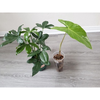 Philodendron Goeldii