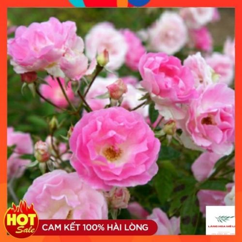 Hoa hồng Summer snow rose – Loài hồng bụi siêu hoa - Pink summer snow - nở hoa sai quanh năm - có hương thơm nhẹ.