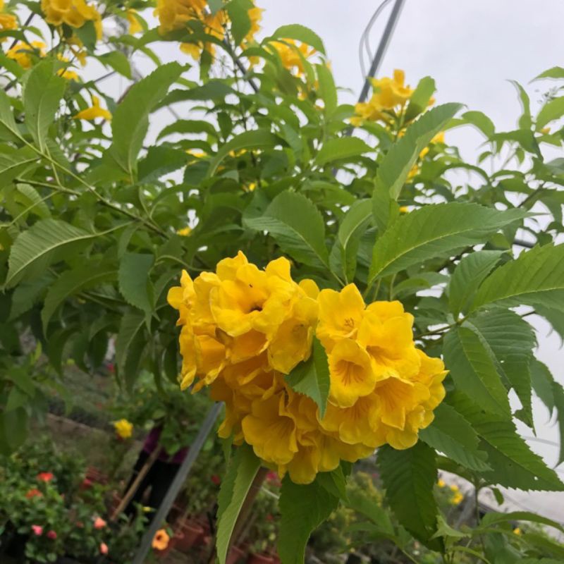 Hoa chuông vàng hoàng yến