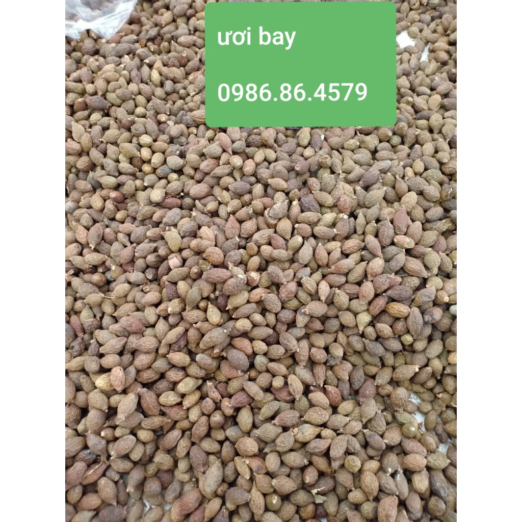 500gr Hạt ươi (hột đười ươi) Kon Tum hút chân không - tặng kèm hạt é | BigBuy360 - bigbuy360.vn