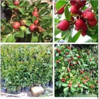 Cây giống Ổi Sim Nhật (Ổi dâu tây đỏ, Strawberry Guava) - quả màu đỏ mận, vị chua ngọt, ngâm rượu rất ngon, trị bệnh mất