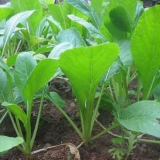 Cải ngọt thái lan .giongcaynhap