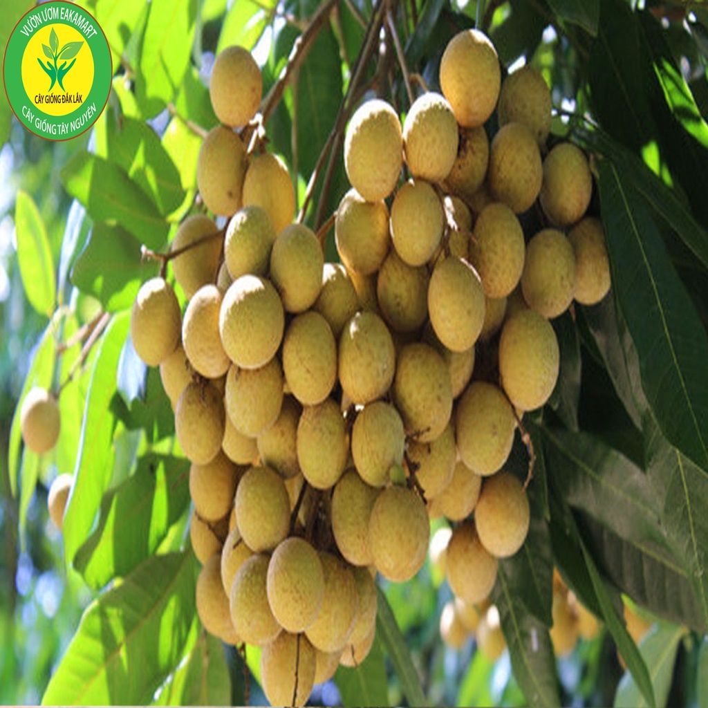 Cây Giống Nhãn Tiêu Siêu Sai Siêu sớm Trái