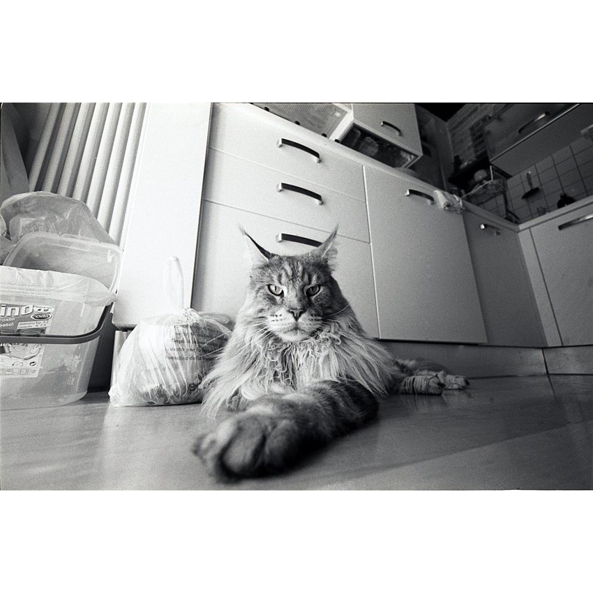 Phim Kodak 400 TMAX ISO 400, Đen Trắng B&W, 135/35mm x 36 Kiểu, In Date Cho Máy Chụp Ảnh Film - LIIQ Flash