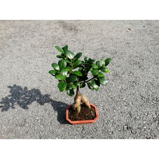 CÂY SI GHÉP ĐỂ BÀN
