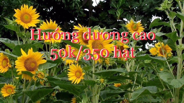 Combo hạt giống hoa các loại