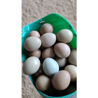 100 Trứng chim trĩ đỏ (trứng ăn)