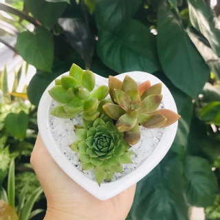 Chậu sứ trái tim mix sen đá