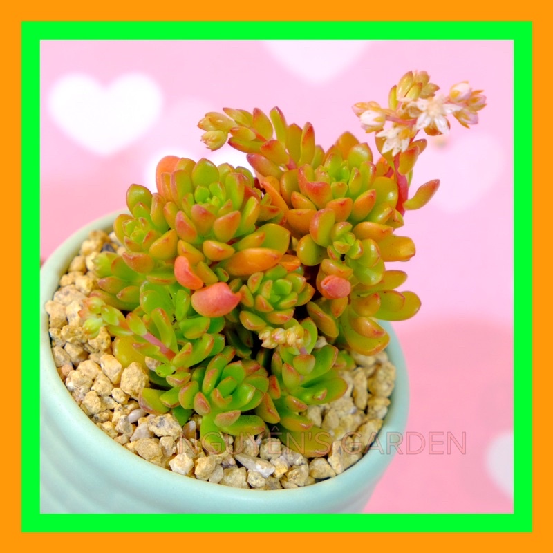 SEN ĐÁ RUBY MINI 🌵FREESHIP 🔥 ĐÃ THUẦN XỨ NÓNG 🌟SIU CUTE CHUẨN SIZE BẦU 🌟- TẶNG 1 PHỤ KIỆN KHI MUA 2 SẢN PHẨM