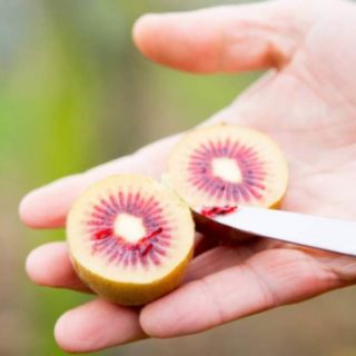 Cây giống kiwi ruột đỏ