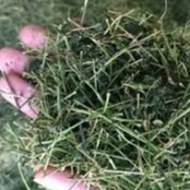 Giảo Cổ Lam 5 lá Cao Bằng ,khô sạch,nguyên chất 100 gram.