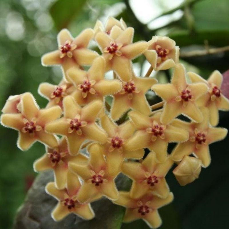 Cẩm cù Hoya Flavida