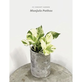 Trầu Bà | Pothos Manjula