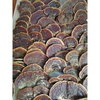 sỉ toàn quốc nấm linh chi rừng 500g - 1kg