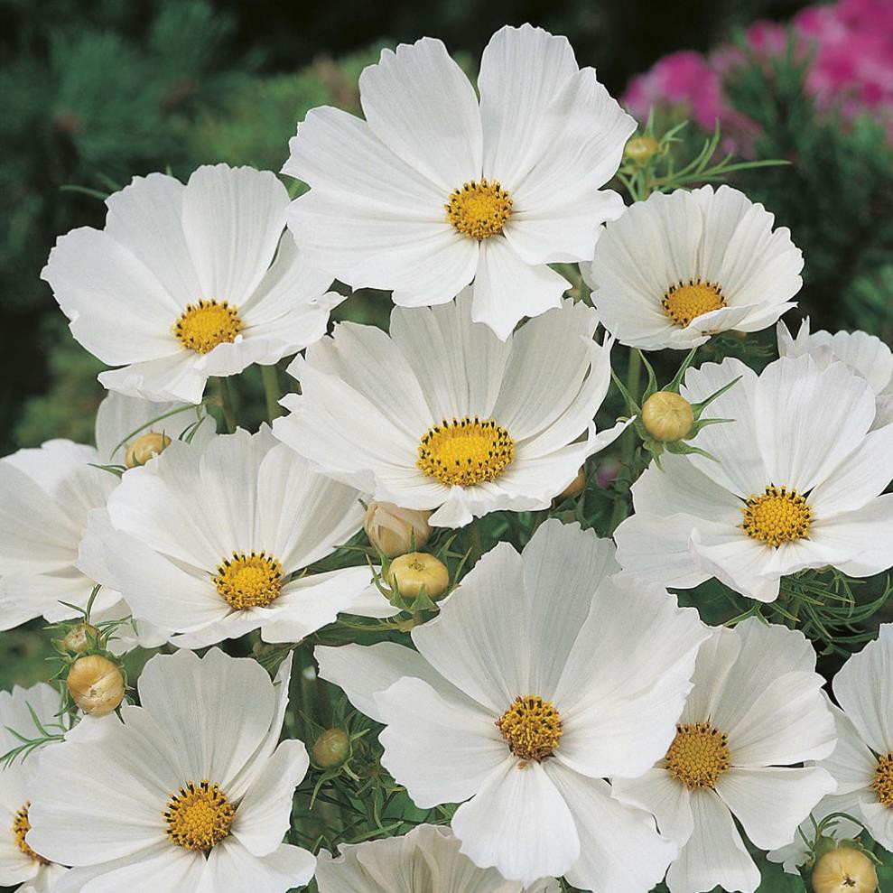 Hạt giống hoa sao nhái - cánh bướm MÀU TRẮNG GÓI 1 LẠNG nhiều hạt đẹp tỷ lệ nảy mầm cao dễ trồng HSN0088