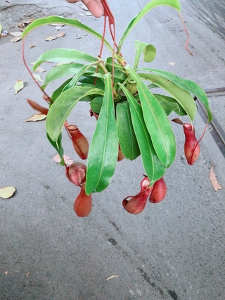 Cây Nắp Ấm