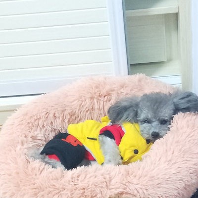 Chuồng chó giường Mèo Teddy Bomi Samoyed Thu Đông tổ ấm mùa đông vật nuôi chống bẩn giường ngủ