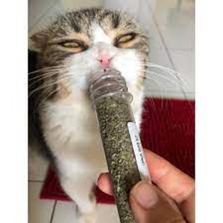 Cỏ mèo (Catnip) ống 10g, cỏ bạc hà cho mèo