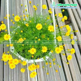 Cây cúc sao băng chậu treo