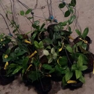 Cẩm cù Autralish