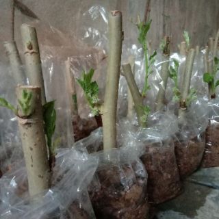 Cây dâu tằm quả to mọng