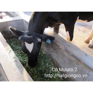 Hạt giống cỏ Mulato 2 gói 100g