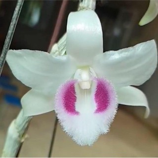 Bảng chậu lan phi điệp HO (hiển oanh), chậu lớn to khỏe hoa cực đẹp hiếm - ho11