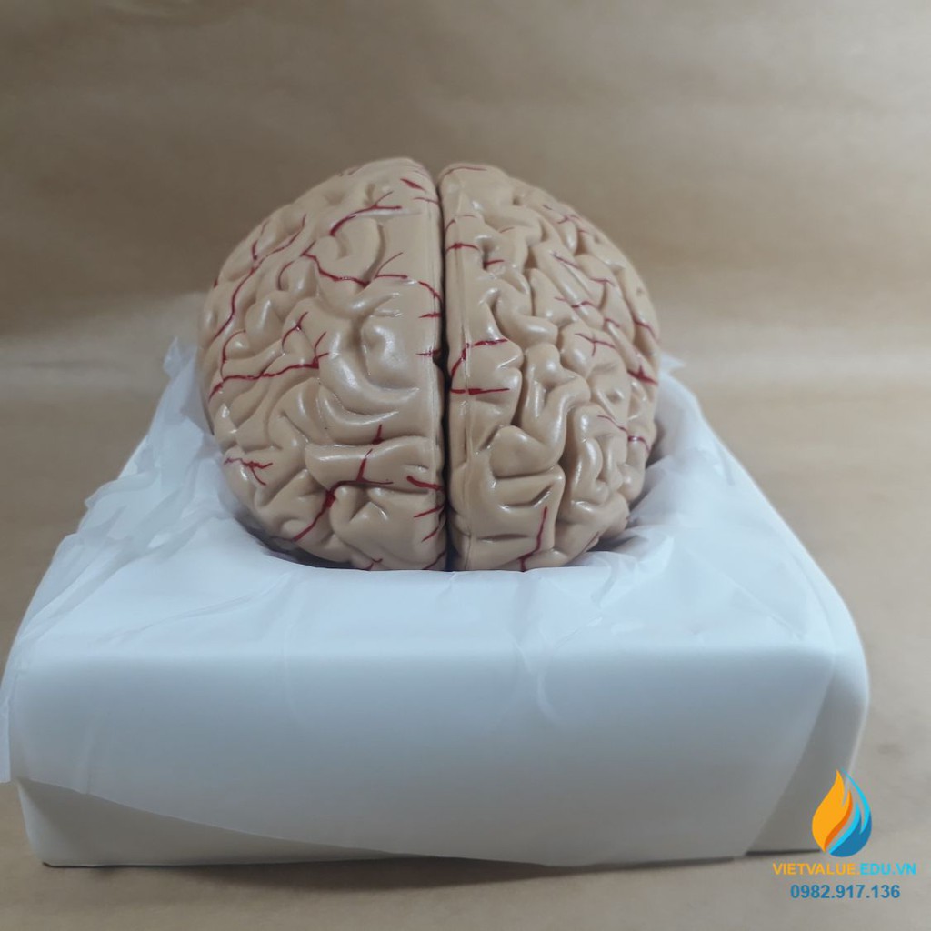 Mô hình não người, mô hình giải phẫu não hệ thần kinh, mô hình giải phẫu giảng dạy