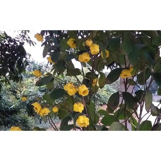 COBO 3 CÂY TRÀ HOA VÀNG