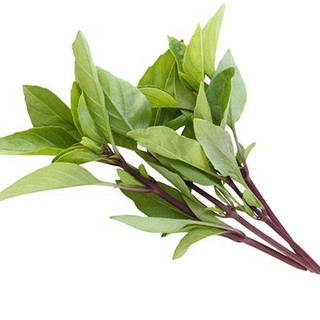 10Gr Hạt Giống Húng Quế