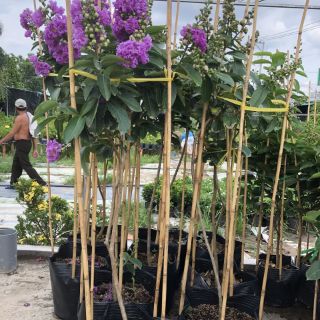 Cây 🌲 Bằng lăng thái đang hoa