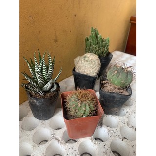 Cây Móng rồng size lớn