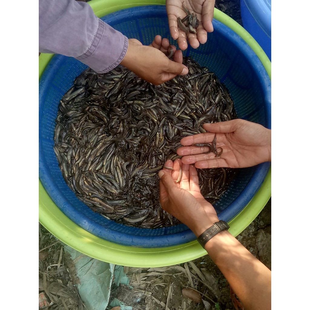 Đạm thuỷ phân tăng trọng dành cho cá MarPro for Fish 36% đạm