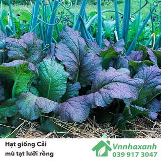 Hạt Giống Cải Mù Tạt - Lưỡi Rồng (Brassica juncea)