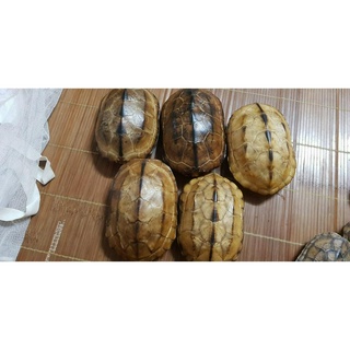 Dụng cụ gieo quẻ kinh dịch, quẻ bói