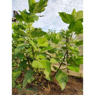 Sung Mỹ .... Cây  cao1m