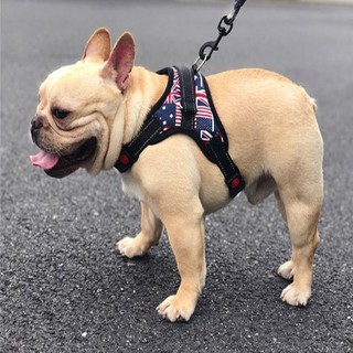 Đai dắt chó - Dây dắt thú cưng