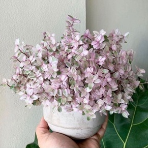 Cây Sen Đá Pinklady chậu treo chậu lớn dễ chăm sóc