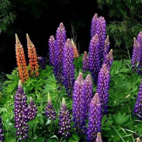 Hạt Giống Hoa Đậu Lupin (gói 100 hạt, tặng phân)