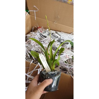 [Hàng lá] Vũ nữ bạch ngọc hàng