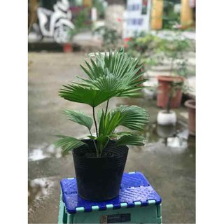 Cây Cọ Phong Thủy Mini Để Bàn