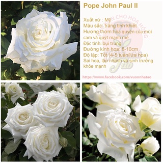 Chậu Hoa hồng Pope John Paul II