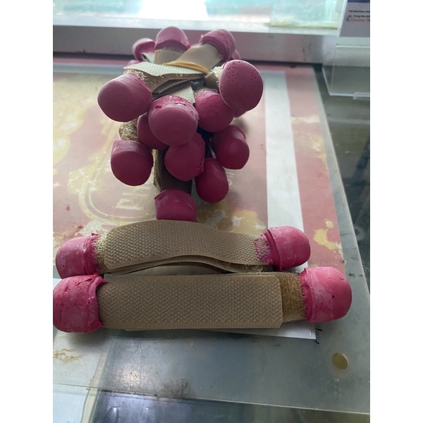 Bọc cựa gà nòi