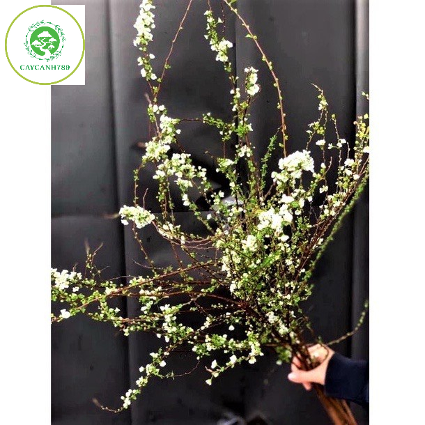 Bó hoa tuyết mai rừng ngủ đông trang trí decor cành dài 80cm