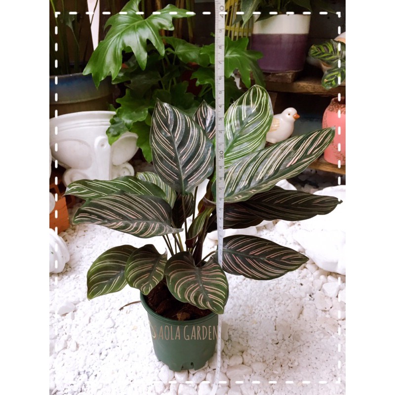 Cây Đuôi công tím sọc trắng - Calathea Ornata - Cây cảnh để bàn nội thất văn phòng